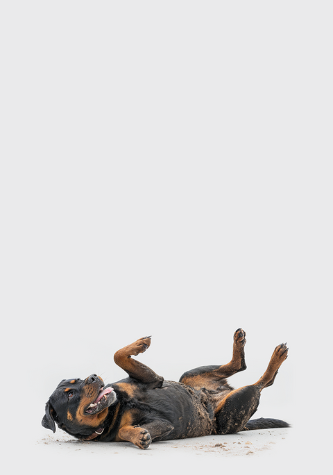 AN ALL-IN-ONE DOG SHAMPOO