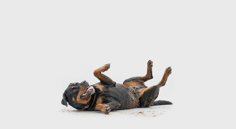 AN ALL-IN-ONE DOG SHAMPOO